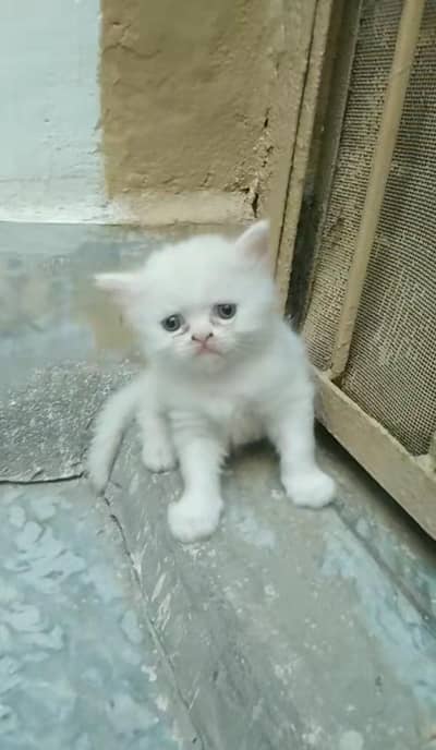 3 pershian punch face kittens for sale whatsup nbr 03084970434
