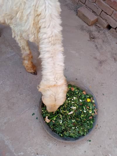 aik female sheep urgent for sale 0/3/0/4/0/7/8/6/8/9/3