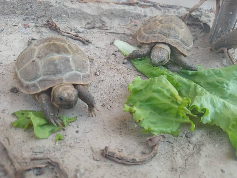 Camoflague Turtle Pair 0