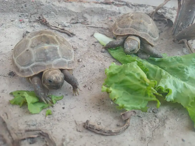 Camoflague Turtle Pair