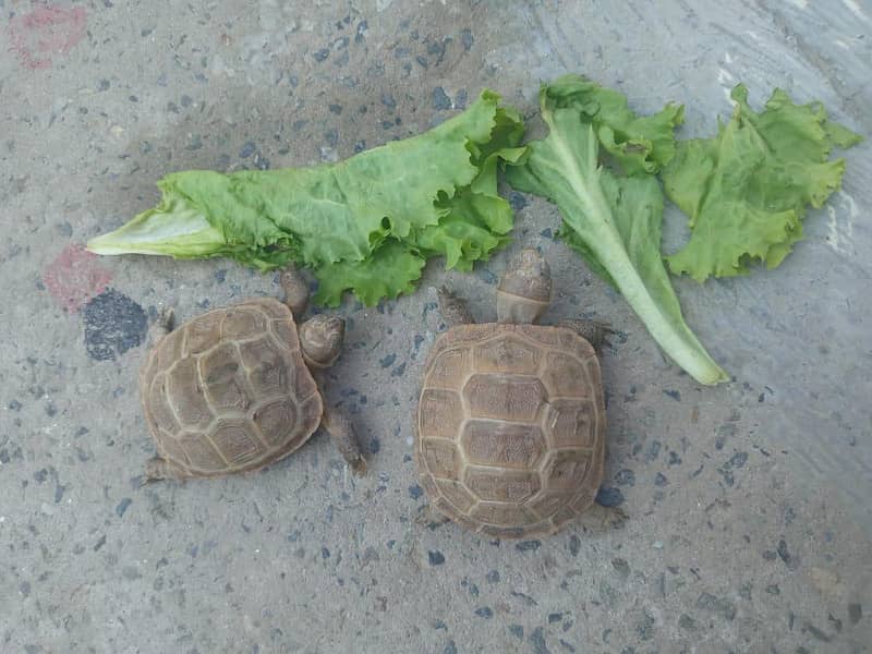 Camoflague Turtle Pair 1