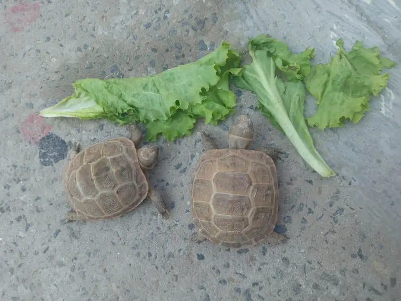 Camoflague Turtle Pair — photo 2