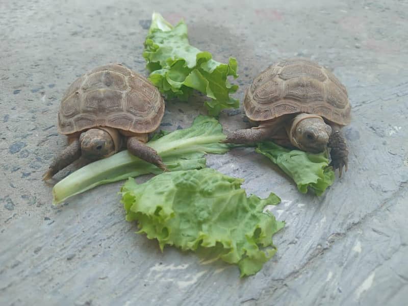 Camoflague Turtle Pair 2