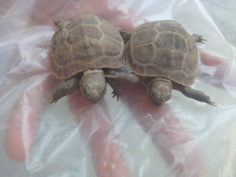 Camoflague Turtle Pair 3