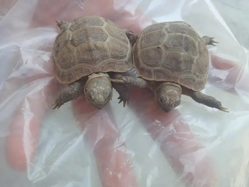 Camoflague Turtle Pair — photo 4