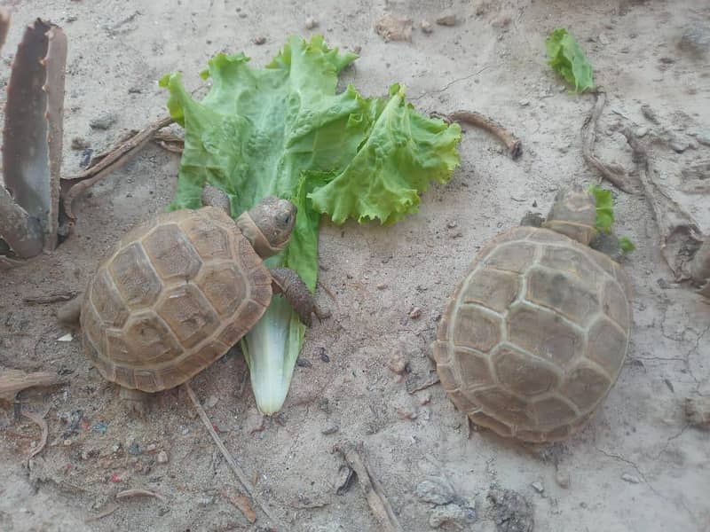 Camoflague Turtle Pair 4