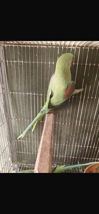 Raw parrat 2 time breed kar chuki