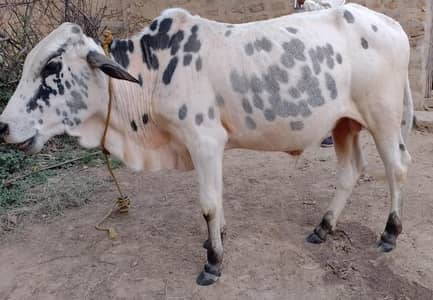 Beautifull White Bull For Sale