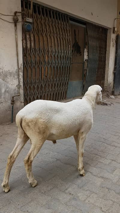 Mundra chatra best quality