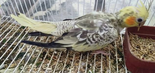 cocktail breeder female