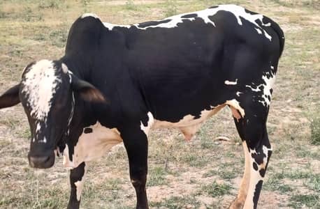 Qurbani Bull Available for Sale