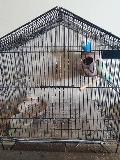 Austrailian parot breeding pair