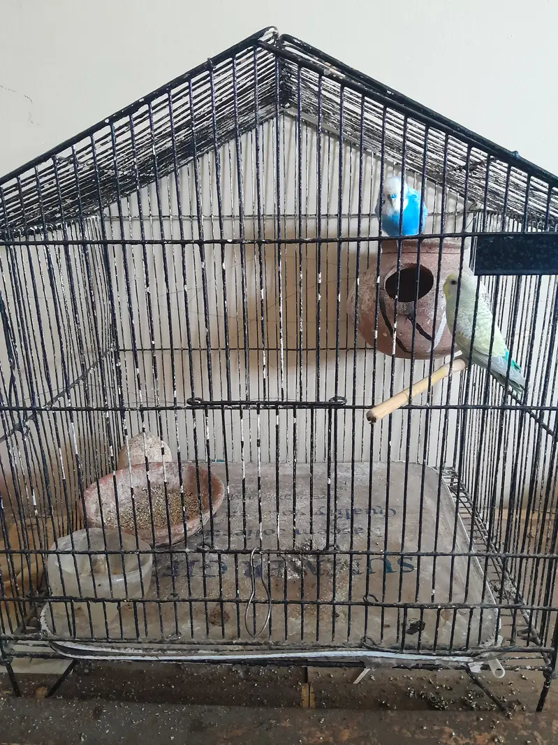 Austrailian parot breeding pair