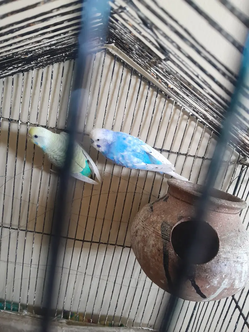 Austrailian parot breeding pair — photo 2