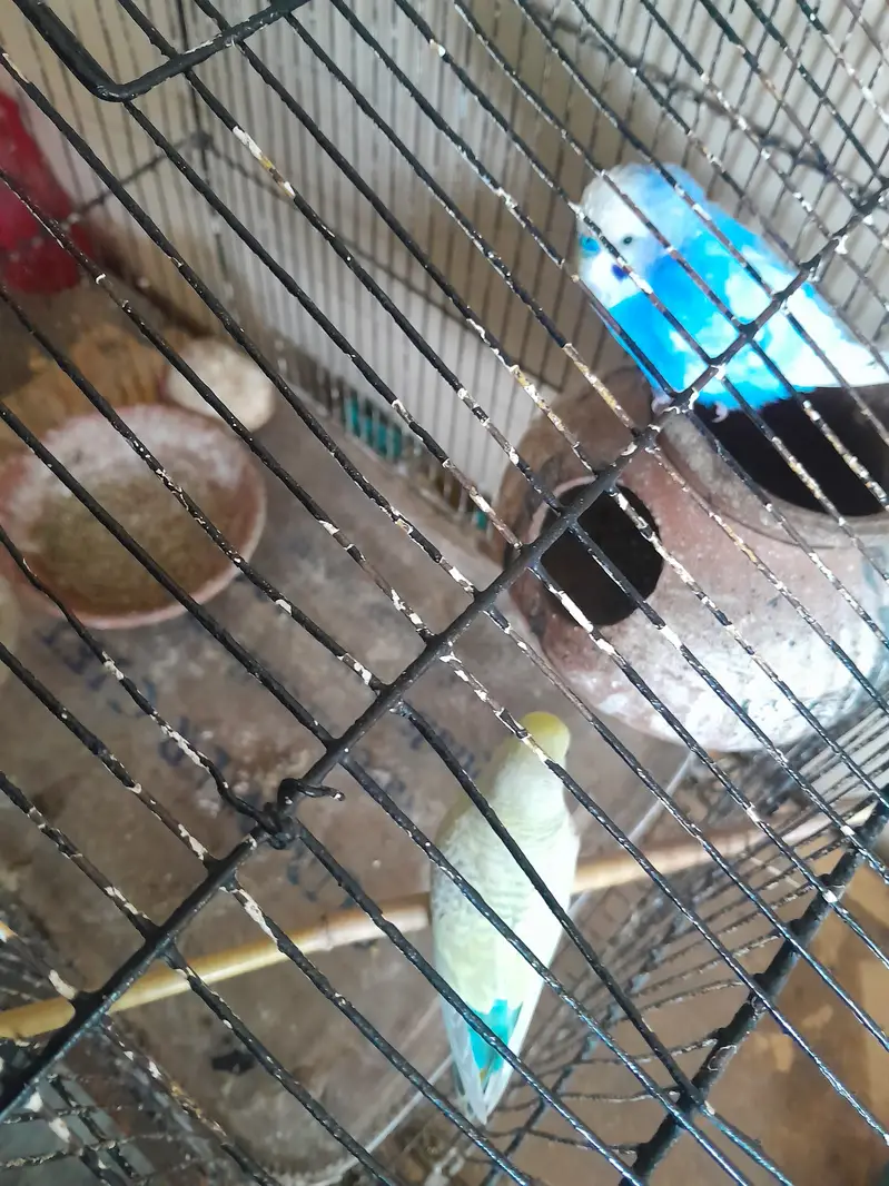 Austrailian parot breeding pair — photo 3