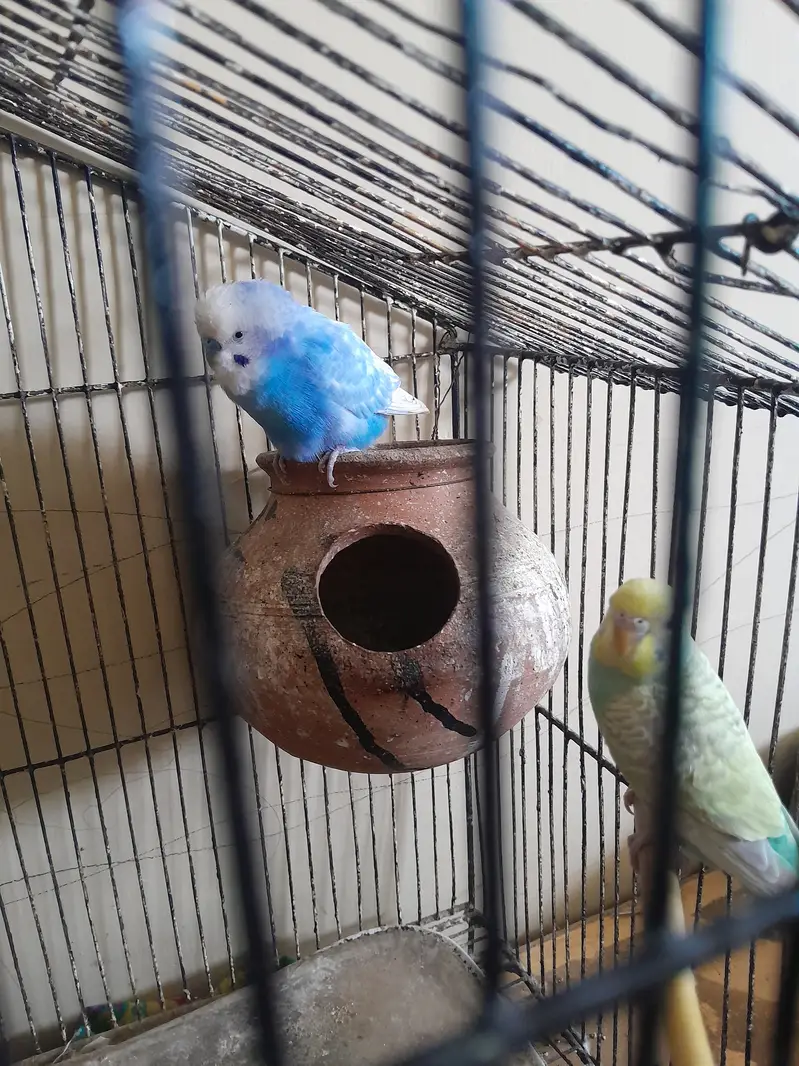 Austrailian parot breeding pair — photo 4