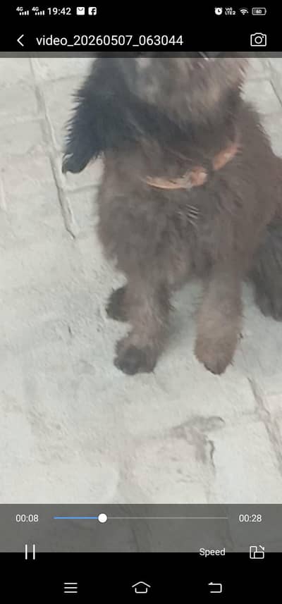 dog 3 month