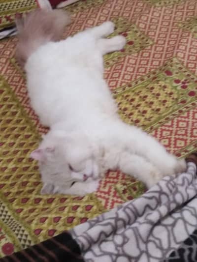 White Persian cat Available ha