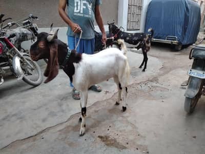 Qurbani bakray 2 danth