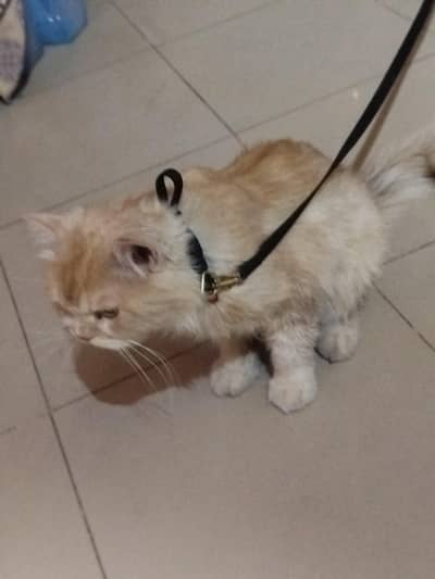golden Persian cat
