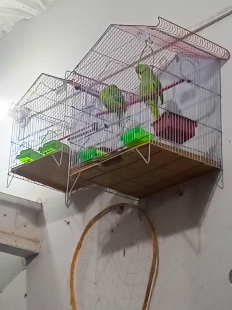 RINGNECK 0