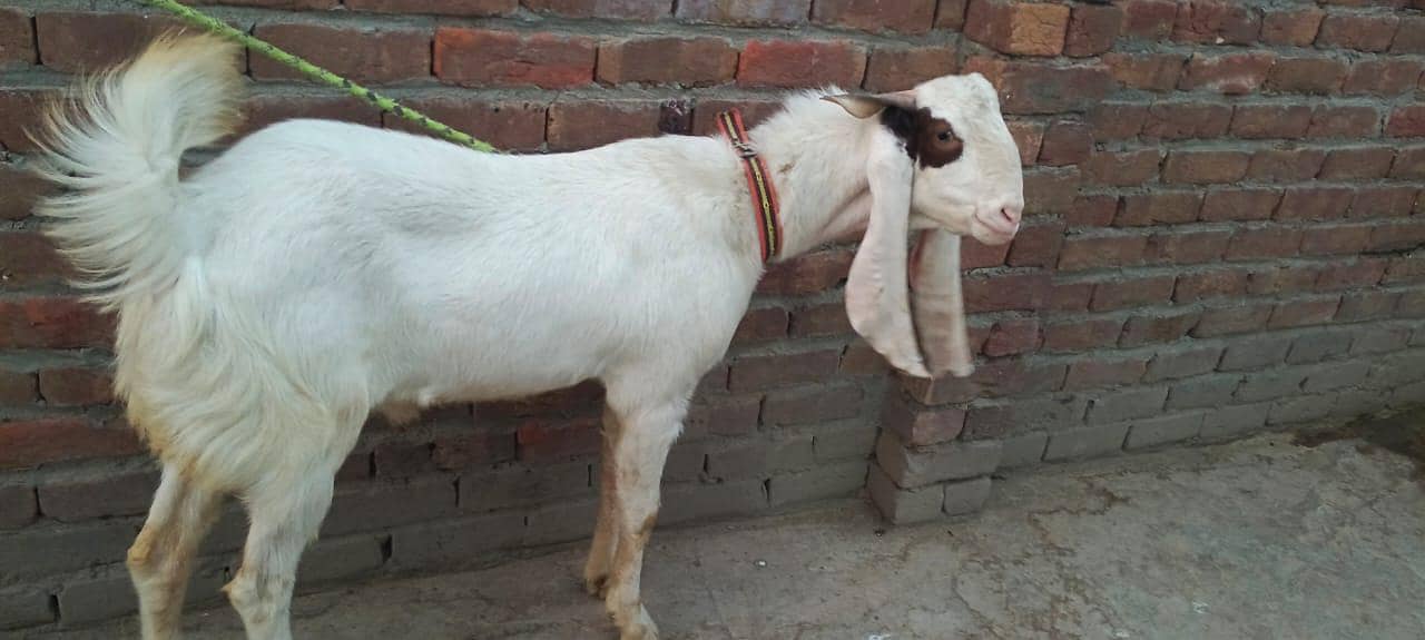 Bakra 0