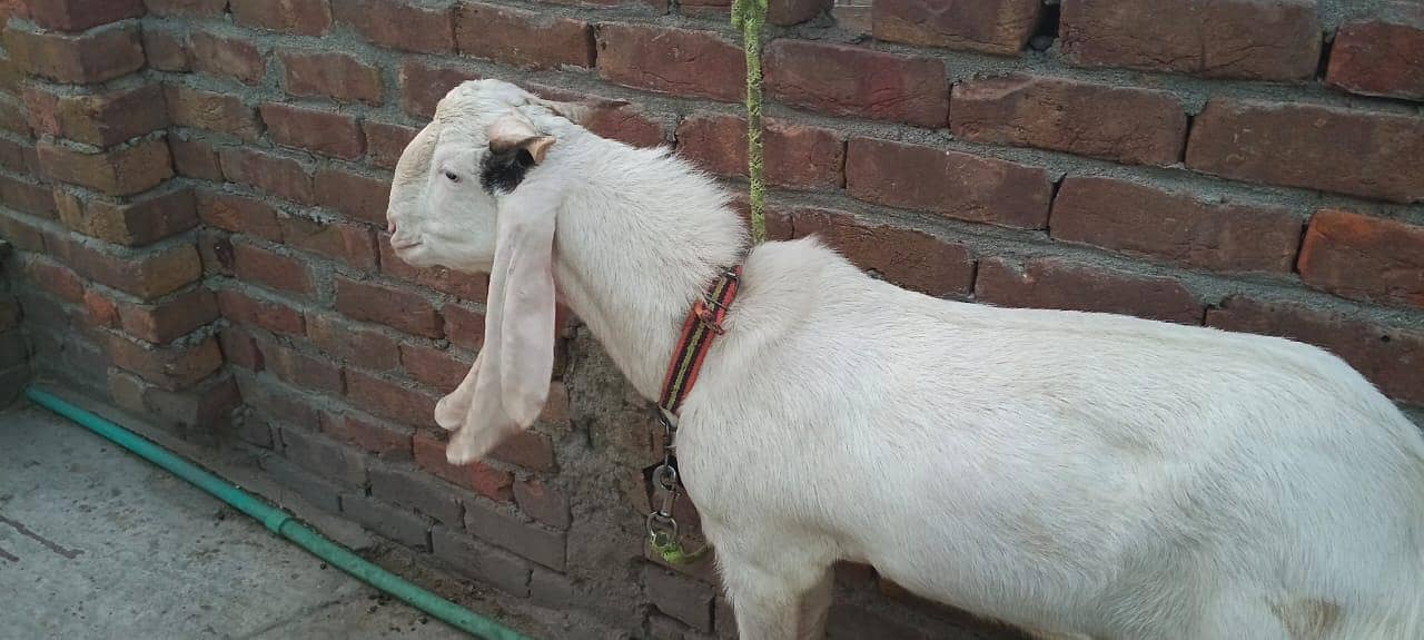 Bakra 1