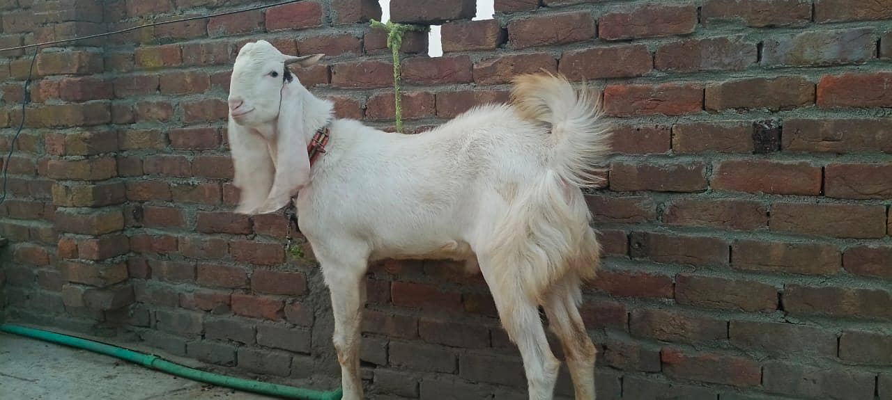 Bakra 2