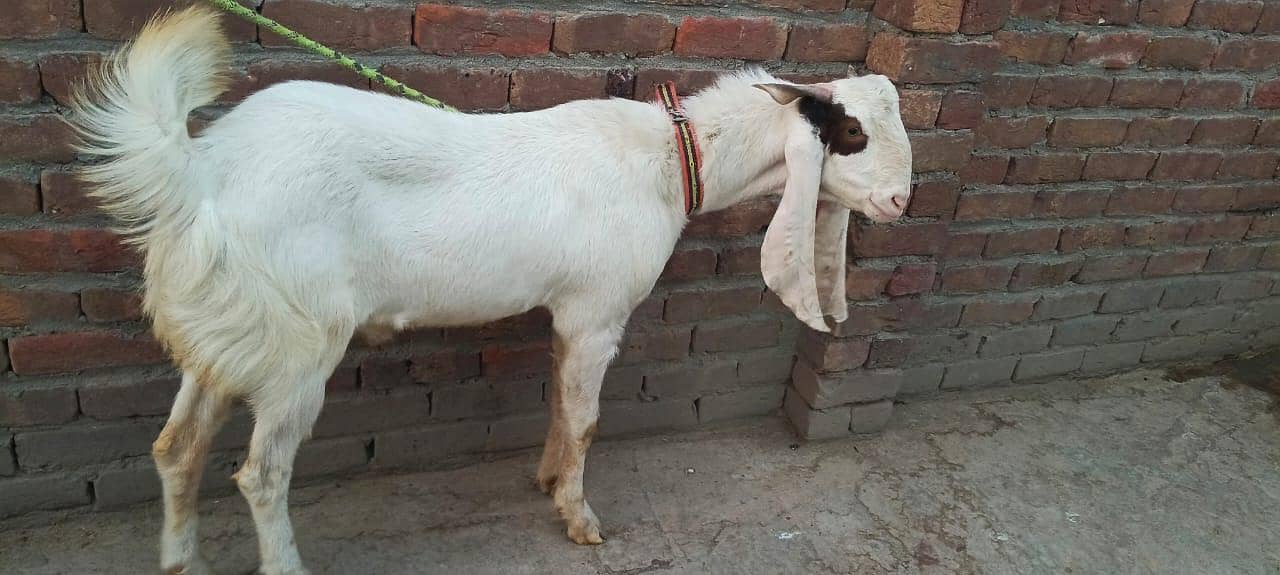 Bakra 3