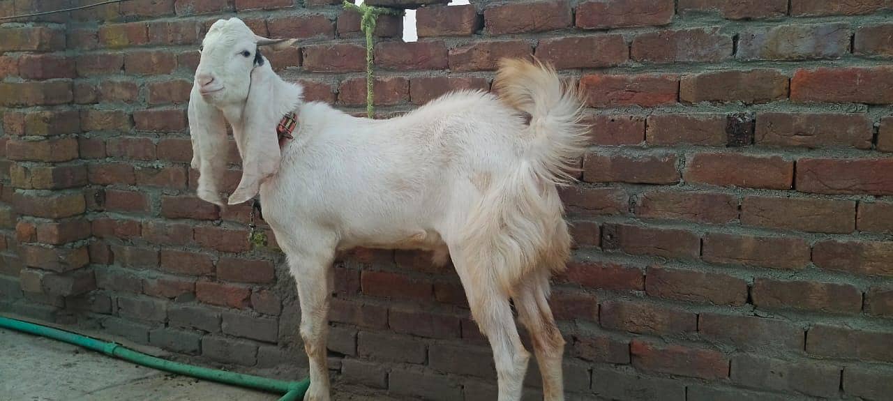 Bakra 4