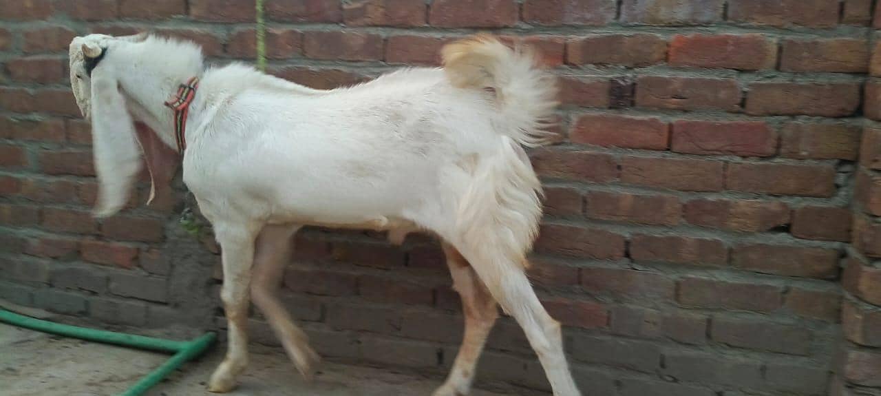 Bakra 5