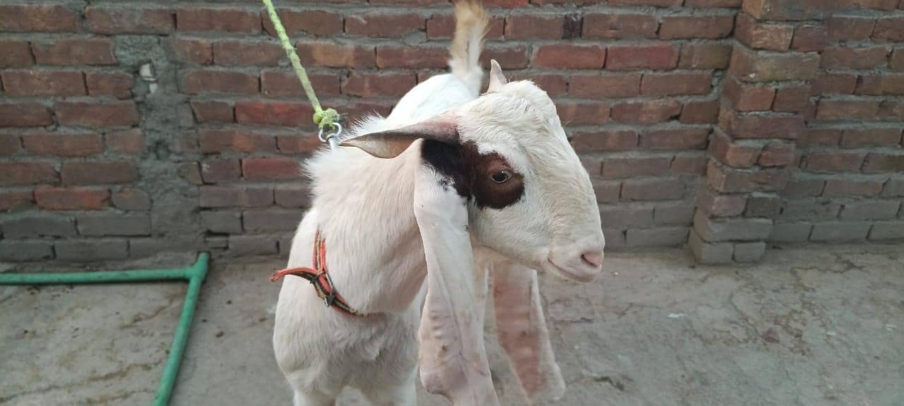 Bakra 6