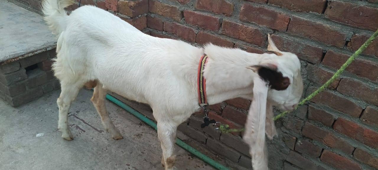 Bakra 7
