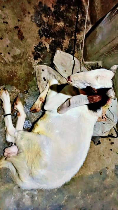 Andu bakra age  1 year