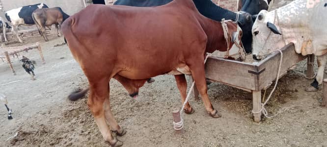 Qurbani 2026 wachy