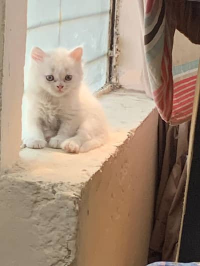 persian kittens| Doll face Kitten| Blue eye|Triple Coat |white kittens