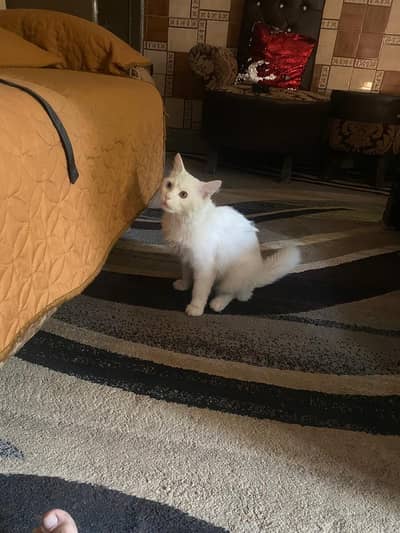 Male cat hai