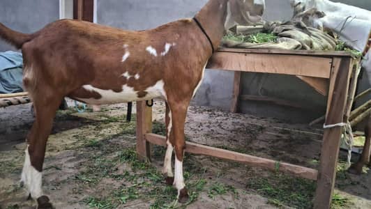 bakra/bakra/chatrah/katta /wacha