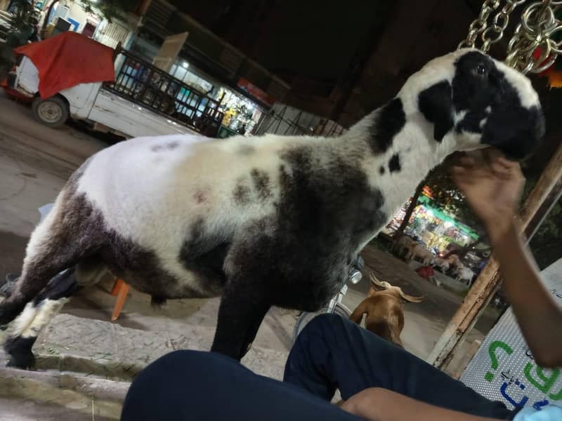 Bakra/Dumba 4