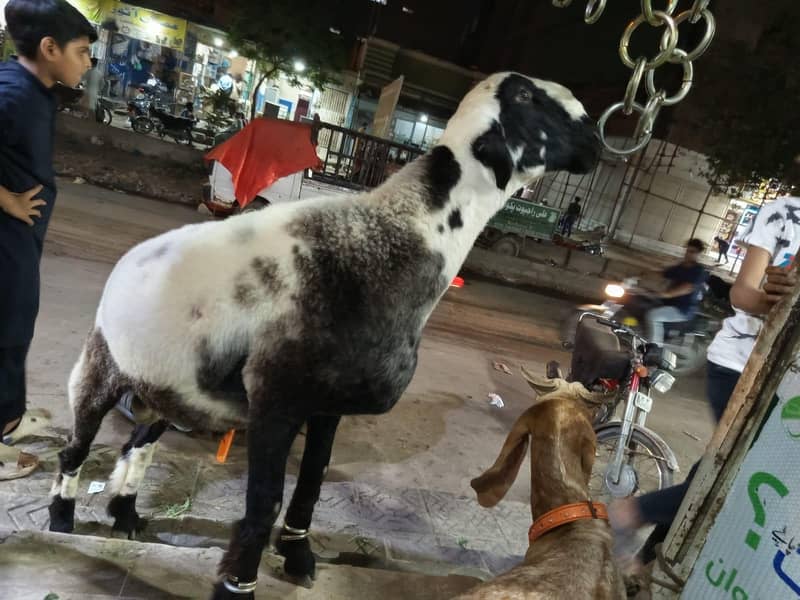 Bakra/Dumba 5
