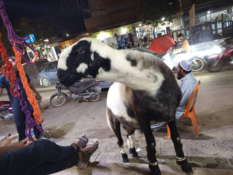 Bakra/Dumba 6