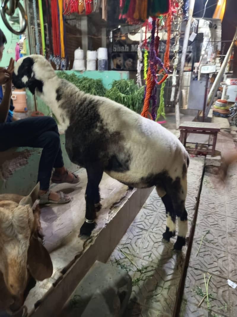 Bakra/Dumba 7