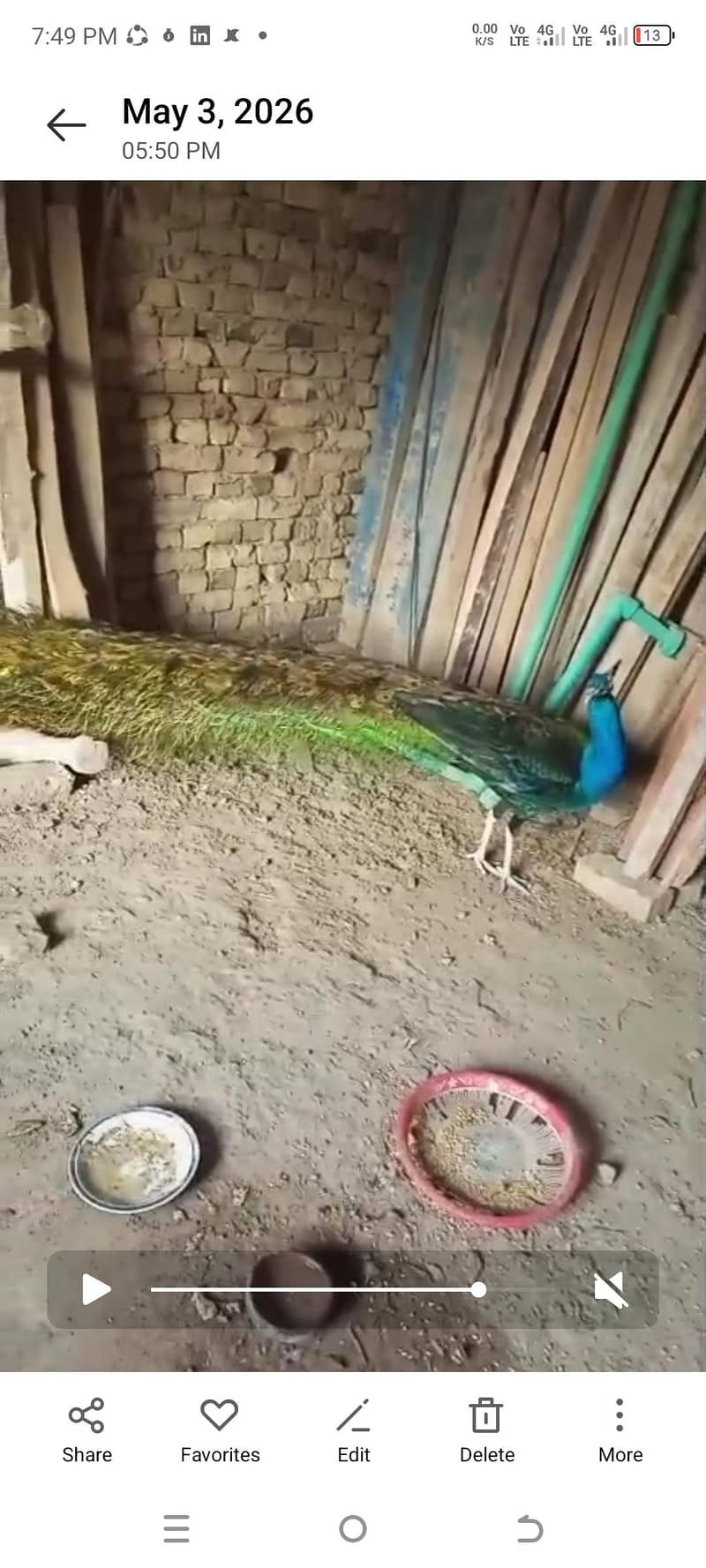 peacock 0