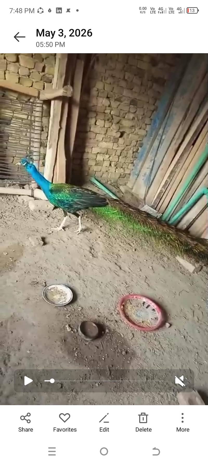 peacock 1