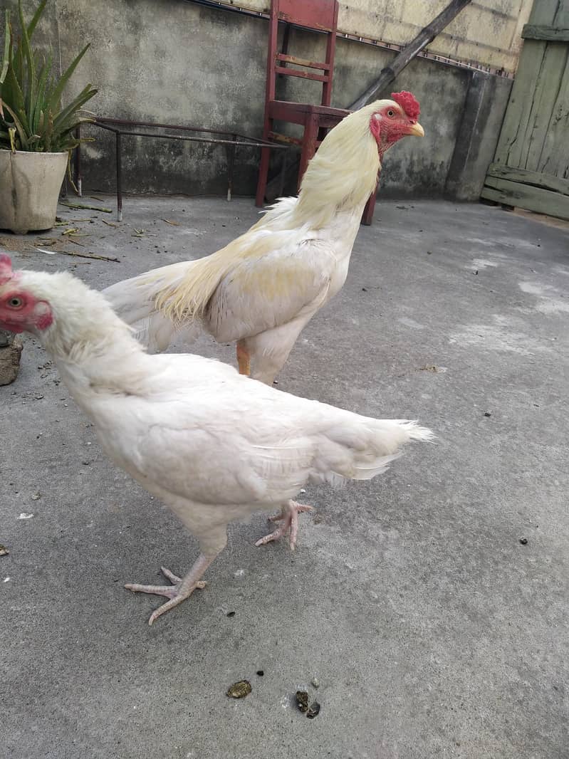Aseel Pair 0