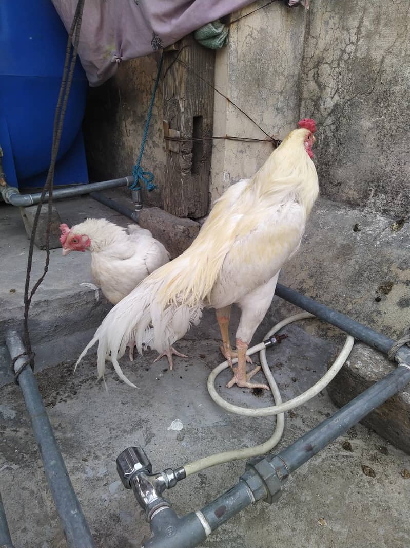 Aseel Pair 3