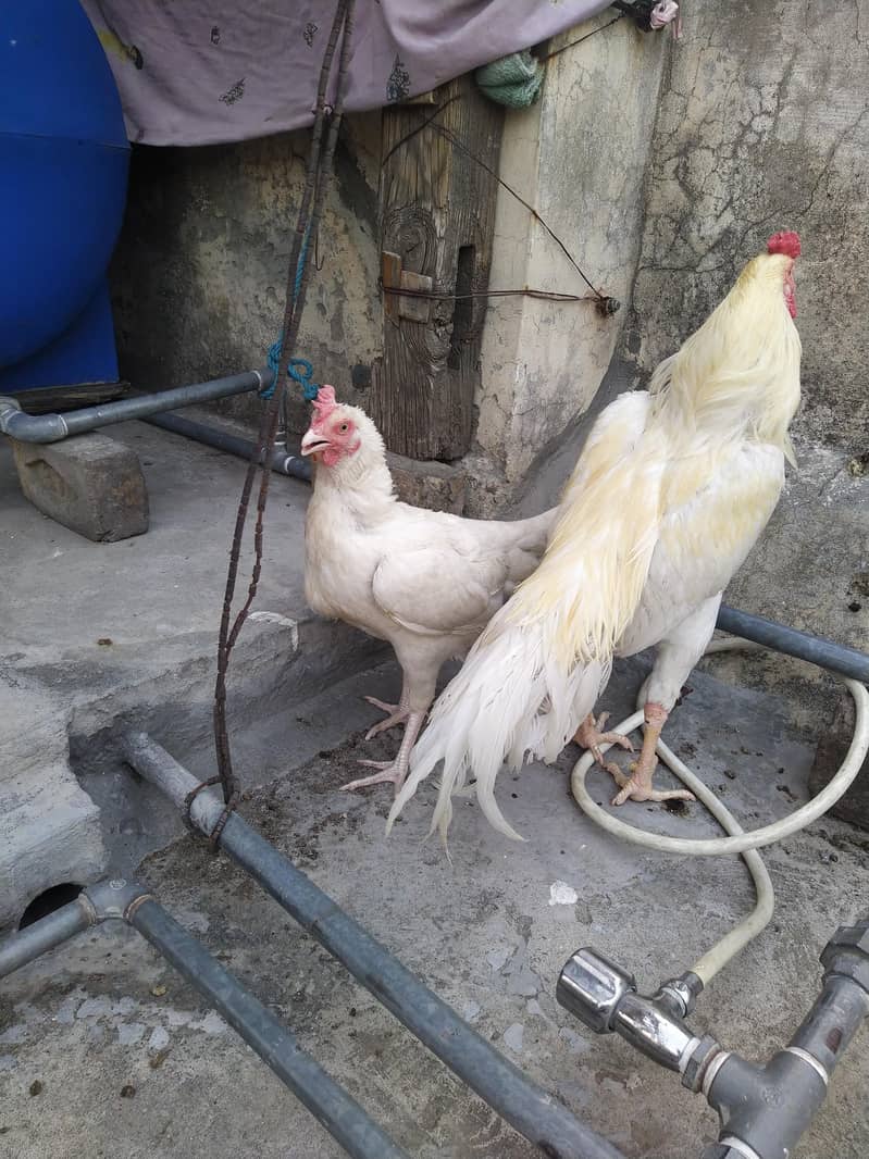 Aseel Pair 4
