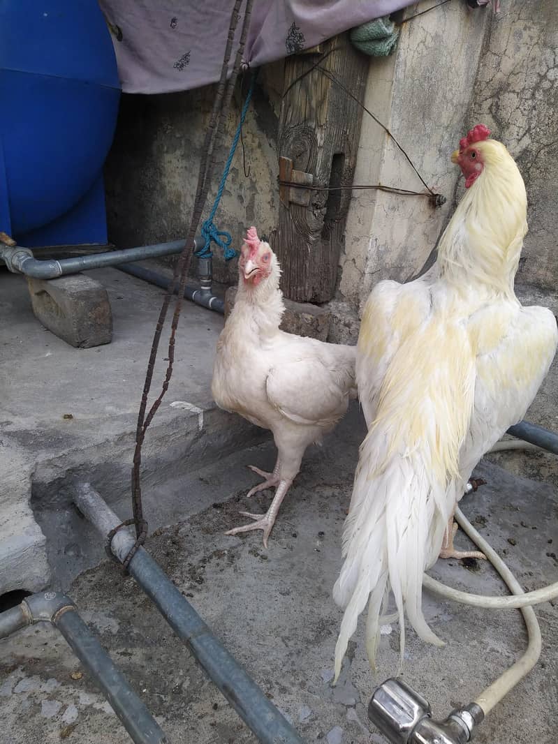 Aseel Pair 5