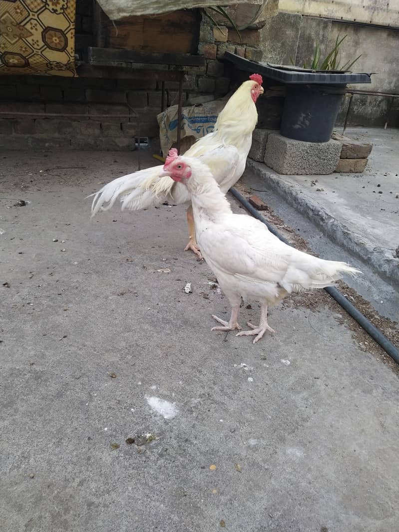Aseel Pair 6