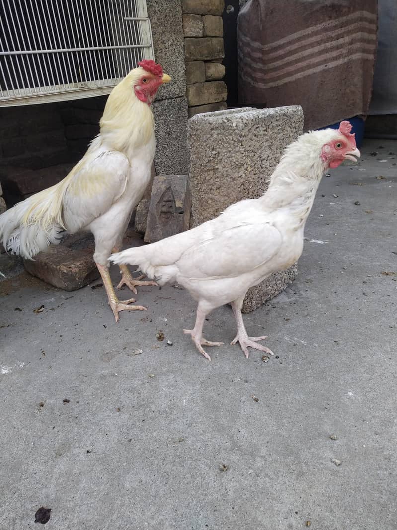 Aseel Pair 7